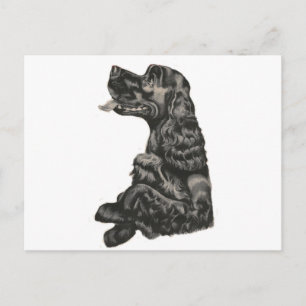 Spaniel Dog Postcard