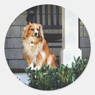 Spaniel on Porch Classic Round Sticker