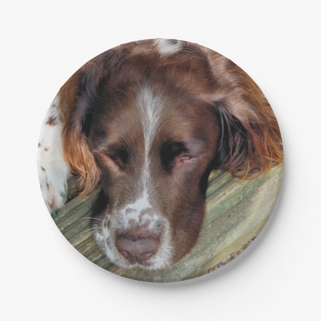 SPANIEL PAPER PLATE (Front)