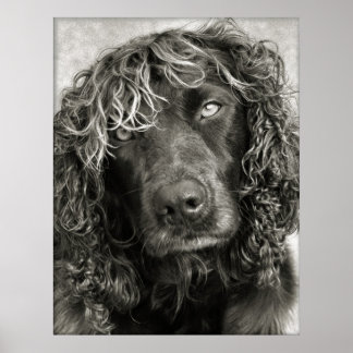 Spaniel with the look of a cover girl poster