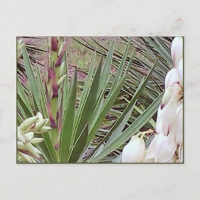 Spanish Bayonet Yucca Blossoms Postcard (Front)