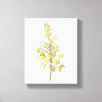 Spanish dagger(Yucca gloriosa) by Redouté