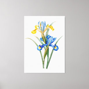 Spanish iris by Pierre-Joseph Redouté Canvas Print