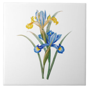 Spanish iris by Pierre-Joseph Redouté Tile