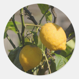 Spanish Lemon Graphics Classic Round Sticker