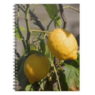 Spanish Lemon Graphics Notebook