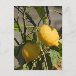 Spanish Lemon Graphics Postcard