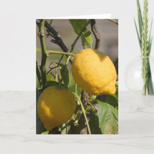 Spanish Lemon on the tree Greeting Cards