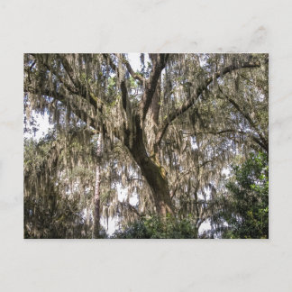 Spanish Moss #1  Postcard