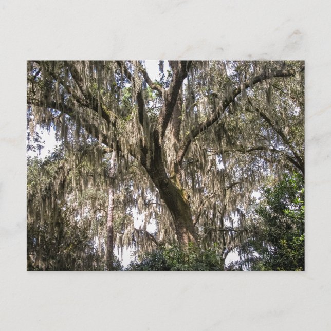 Spanish Moss #1  Postcard (Front)