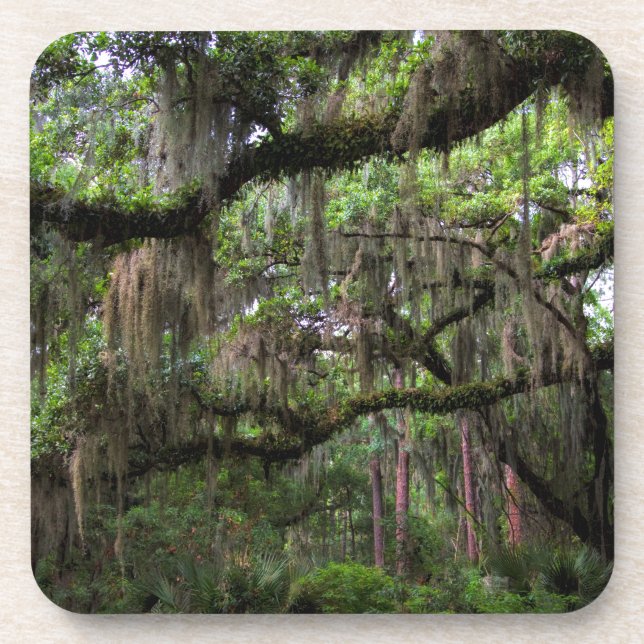 Spanish Moss Adorned Live Oak Coaster (Front)