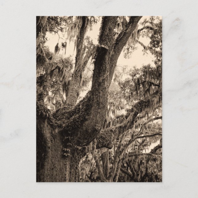 Spanish Moss Adorned Live Oak In Sepia Tones Postcard (Front)