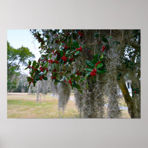 Spanish Moss and American Holly  Poster