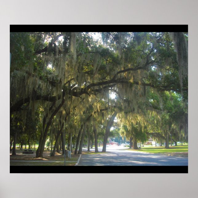 Spanish Moss in Georgia Poster (Front)