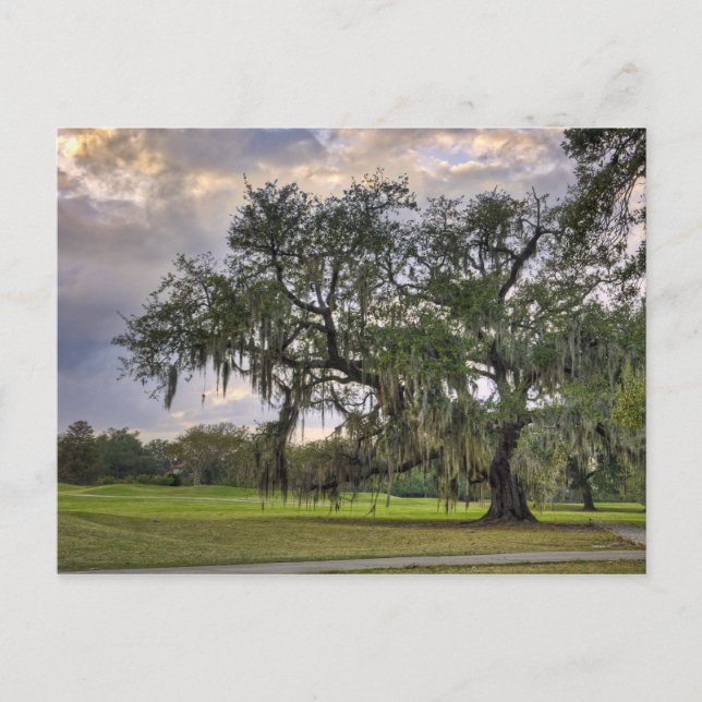 Spanish Moss on Live Oak in New Orleans Postcard (Front)