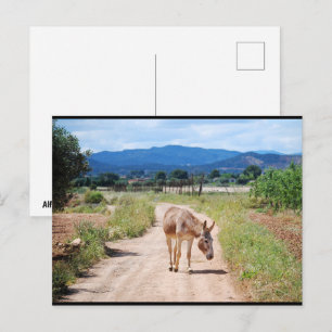 Spanish Mule on Country Road Postcard