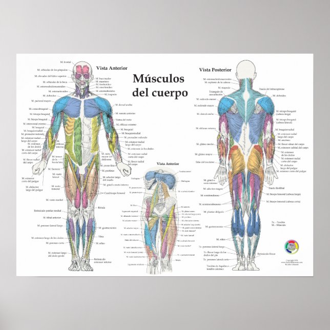 Spanish Muscle Anatomy Chart (Front)