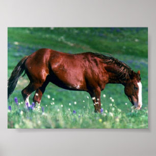 Spanish Mustang Poster