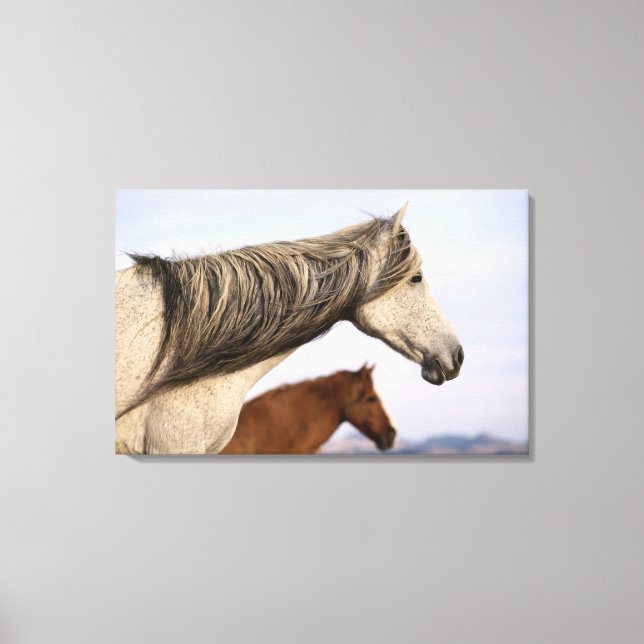 Spanish Mustangs Canvas Print (Front)