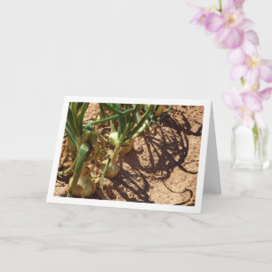 Spanish Onions in Field, Food Photography Card