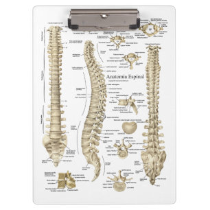 Spanish Spinal Anatomy Doctors Office Clipboard