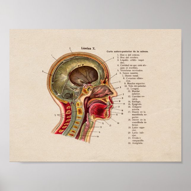 Spanish Vintage Anatomy Print Skull Spine (Front)