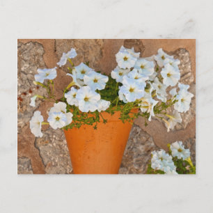 Spanish Wall Postcard