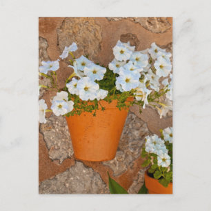 Spanish Wall Postcard