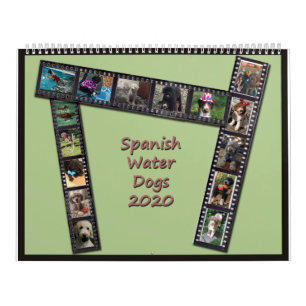 Spanish Water Dog Calendar 2020