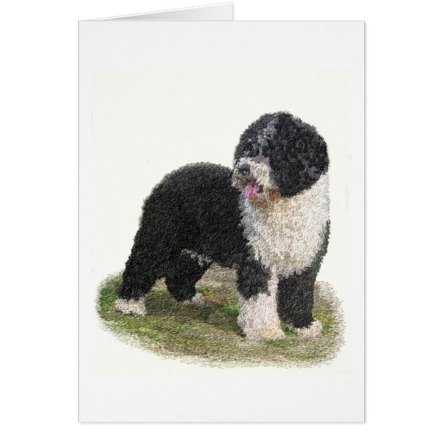 Spanish Water Dog Cards (Front)