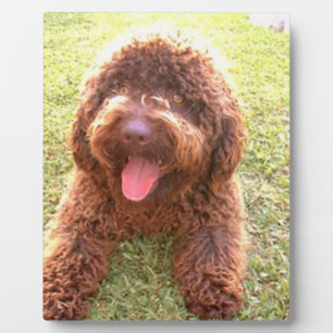 spanish water dog w toy.png plaque