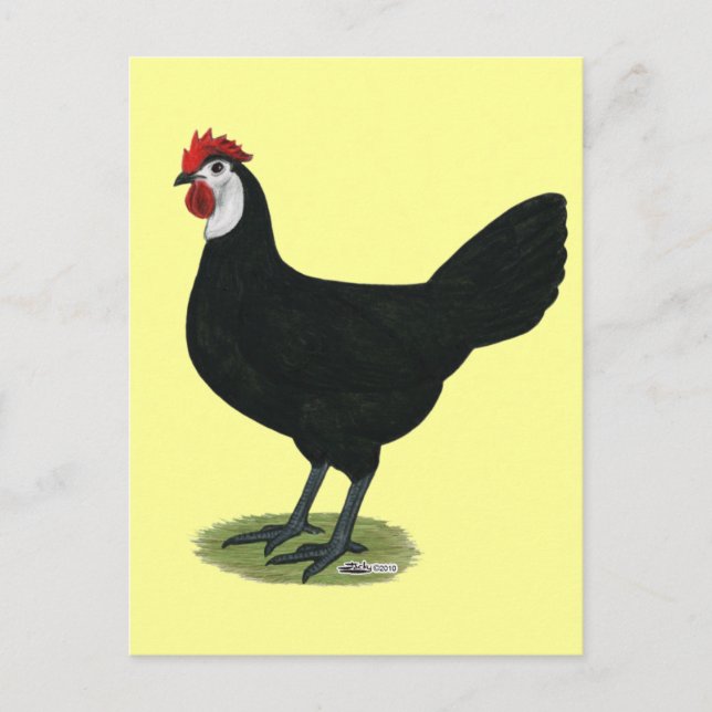 Spanish:  White-faced Hen Postcard (Front)