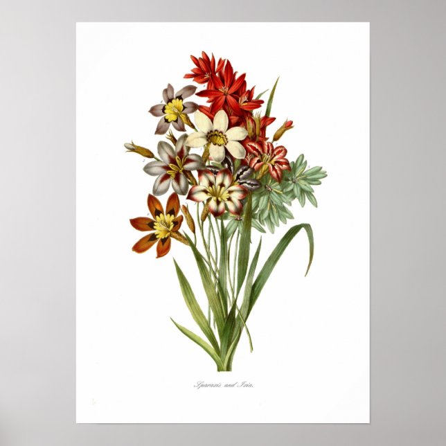 Sparaxis and Ixia spp Poster (Front)