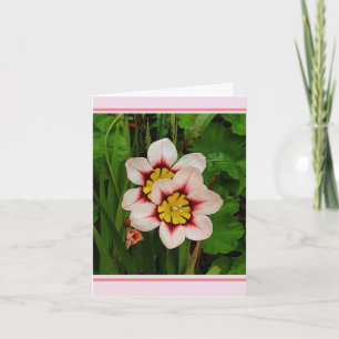 Sparaxis flowers card