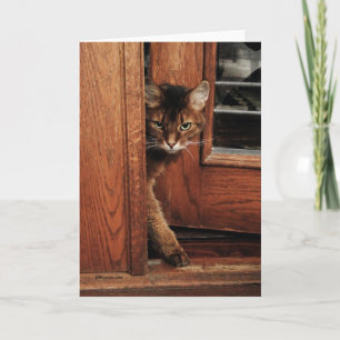 Sparkle in the Doorway Somali Cat Card