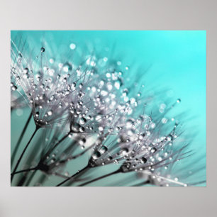 Sparkling Dew Dandelion Aqua Cyan Background Poster