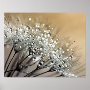 Sparkling Dew Dandelion Khaki Background Poster