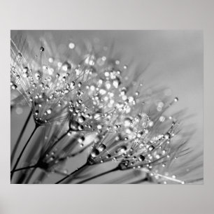 Sparkling Dew Dandelion Monochrome Background Poster