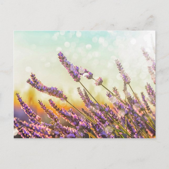 Sparkling lavender postcard (Front)