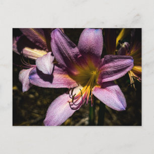 Sparkling Purple Lily Close-Up Postcard