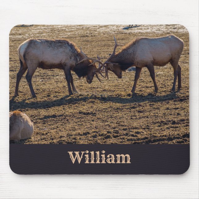 Sparring Bull Elk Custom Name Mouse Pad (Front)