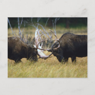 Sparring Moose Wildlife Series # 12 Postcard