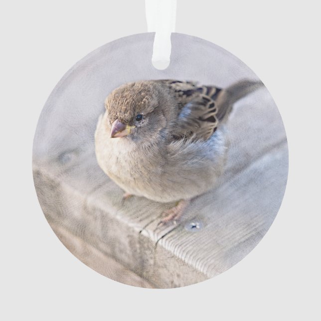 Sparrow (dos)