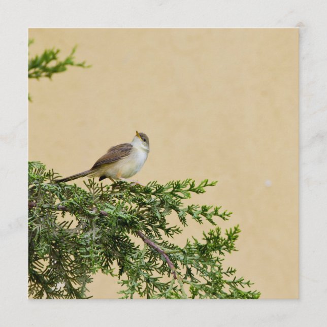 Sparrow  advice card (Front)