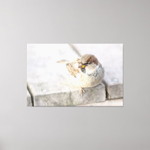 Sparrow - After The Transatlantic Canvas Print