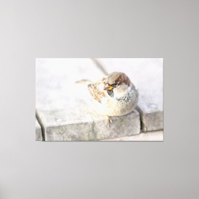 Sparrow - After The Transatlantic Canvas Print (Front)