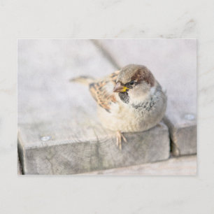 Sparrow - After The Transatlantic Postcard