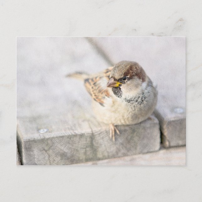 Sparrow - After The Transatlantic Postcard (Front)