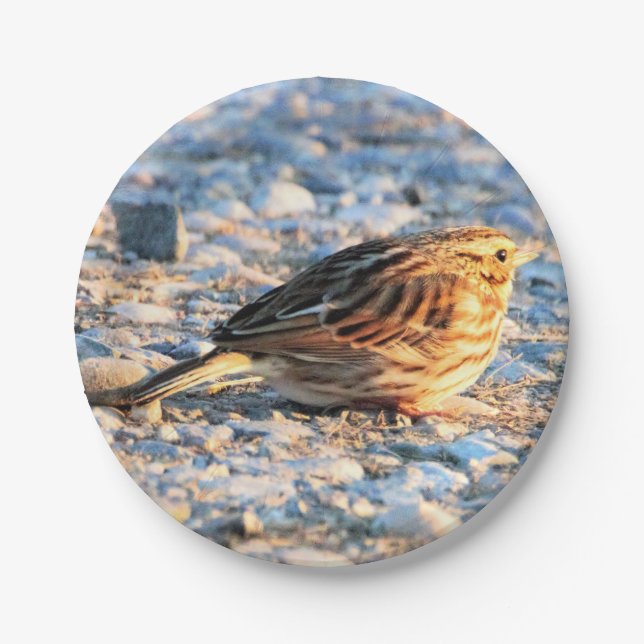 Sparrow Bird Paper Plate (Front)
