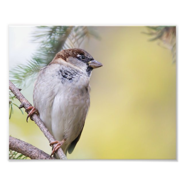 Sparrow Bird Photography Photo Print (Front)